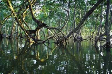 Los manglares del mundo corren peligro de desaparecer 
