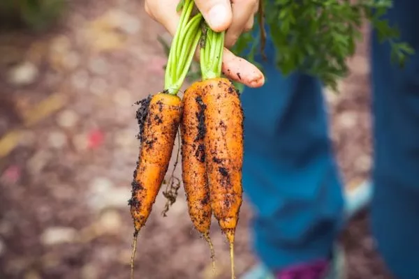 ¿Qué futuro tiene la agricultura ecológica?