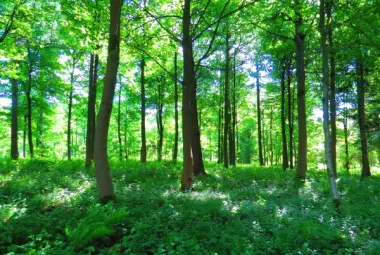 La FAO advierte sobre la importancia creciente de los bosques en la defensa del agua