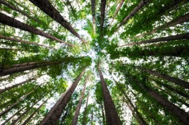 Reforestación sostenible: ¿qué es y porqué es tan importante?