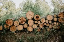 Cae del comercio global de productos forestales