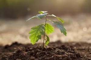 Plantar árboles para cumplir con la salvación del planeta, ¿conciencia ambiental, moda pasajera o greenwashing?