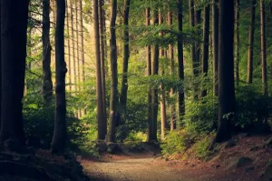 España impulsa la bioeconomía ligada al ámbito forestal