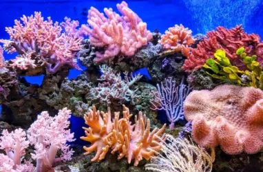 La ONU lanza un plan de emergencia para salvar los arrecifes de coral 