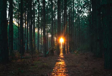 Cinco cosas que deberías saber acerca de los bosques