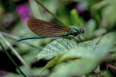 Naciones Unidas demanda acciones decisivas en la COP16 para salvar la biodiversidad