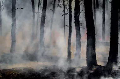 Las comunidades indígenas, fundamentales para controlar los incendios forestales  