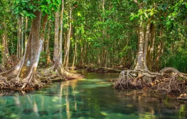 Los manglares, fundamentales en la lucha contra el cambio climático