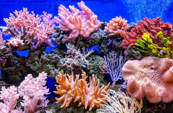 El calentamiento global ha causado una pérdida irreversible de arrecifes de coral