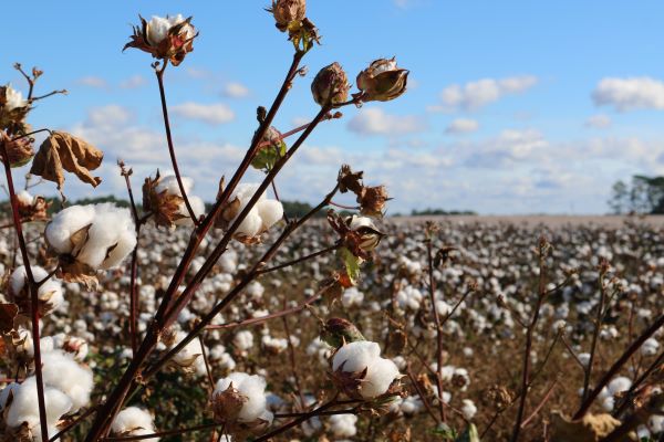 Better Cotton Initiative, el programa de sostenibilidad de algodón más grande del mundo  