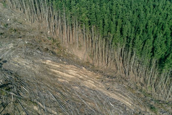 Acuerdo histórico en Glasgow: líderes mundiales se unen contra la deforestación